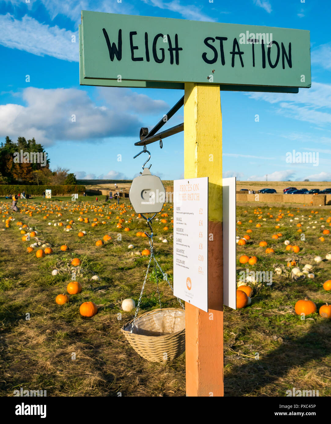 Kilduff Farm, East Lothian, Scozia, Regno Unito, 21 ottobre 2018. Soleggiata giornata autunnale con cielo blu a scegliere la vostra zucca campo di fattoria con zucche di Halloween giacente a terra e una scala di pesatura macchina Foto Stock