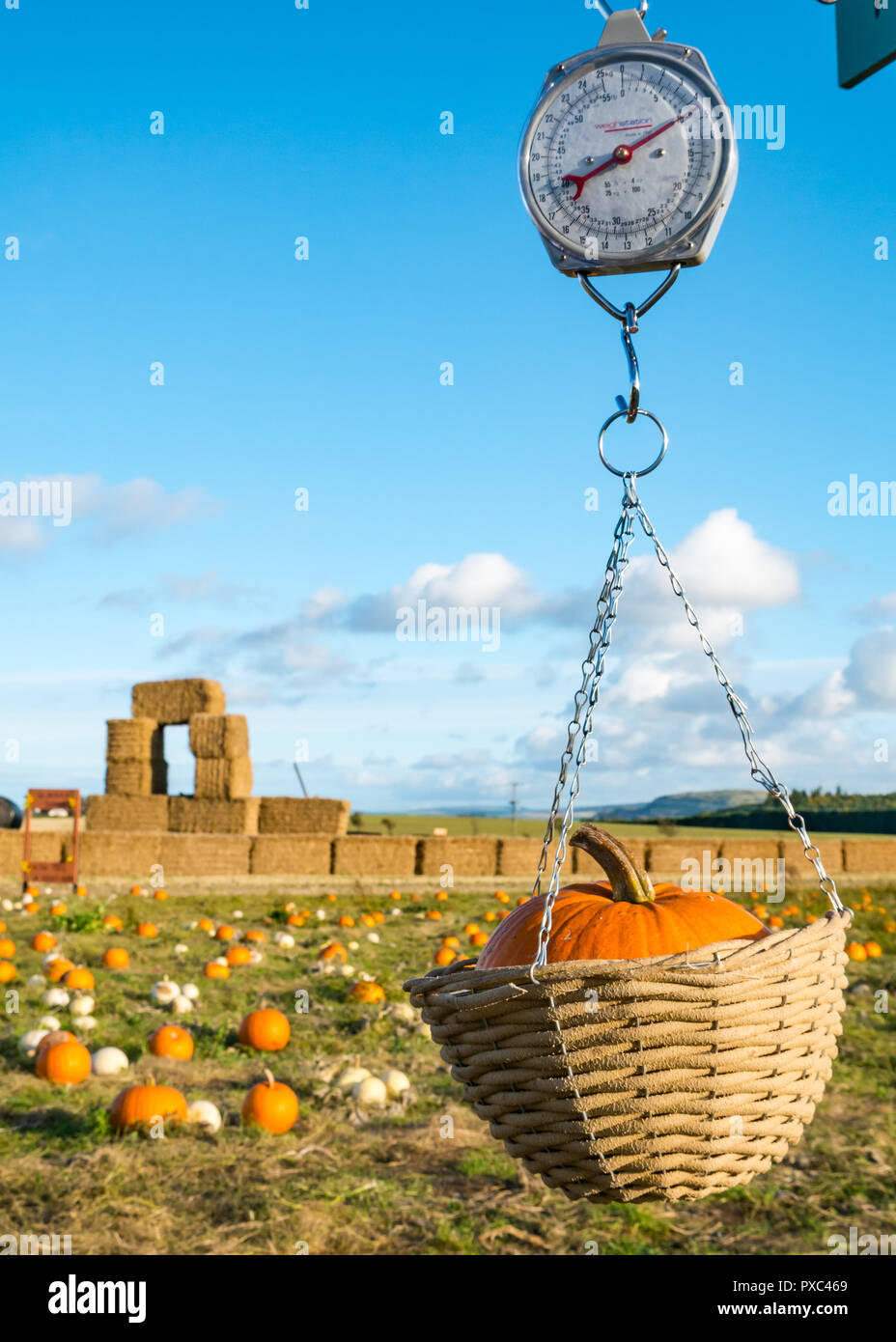 Kilduff Farm, East Lothian, Scozia, Regno Unito, 21 ottobre 2018. Soleggiata giornata autunnale con cielo blu a scegliere la vostra zucca campo di fattoria con zucche giacente a terra e un grande zucca di Halloween in scala di pesatura Foto Stock
