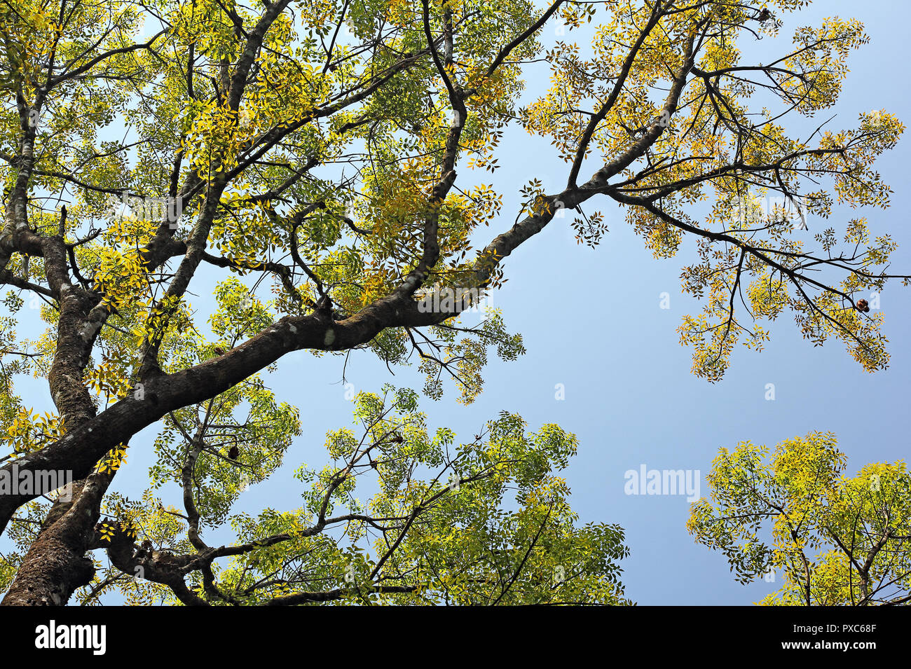 Vista della tettoia di autunno alberi con la vivace e colorata in foglie, guardando verso l'alto dal livello del suolo contro blu cielo chiaro, in Kerala, India. Foto Stock