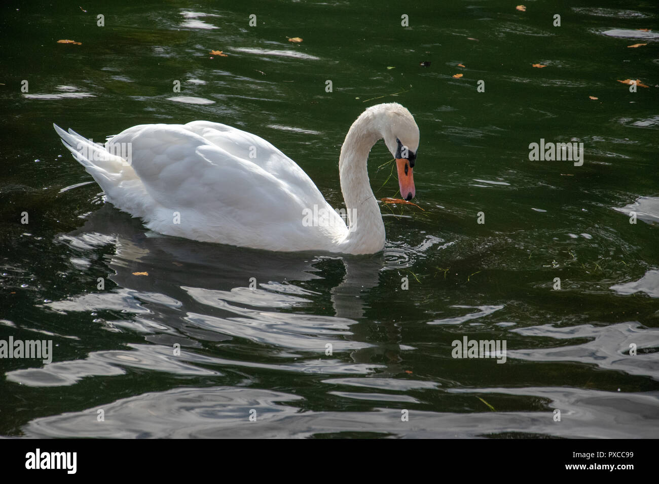 Primo piano di Swan (Cygnus) su acque calme, Malmo, Svezia. Foto Stock
