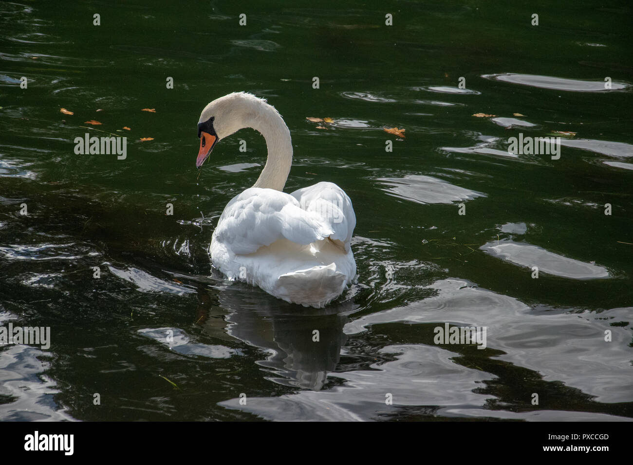 Primo piano di Swan (Cygnus) su acque calme, Malmo, Svezia. Foto Stock