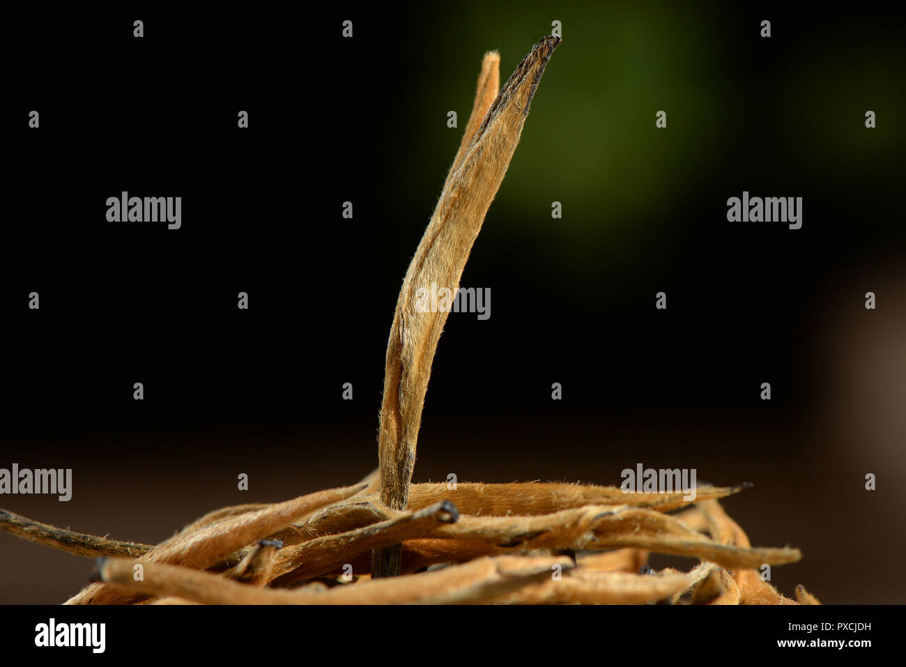 Grande golden ago dettaglio the close-up Foto Stock