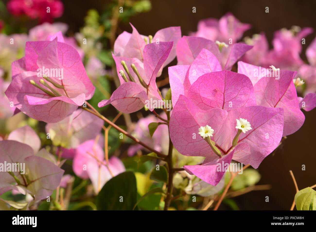 Rosa fiori Bougaville Foto Stock