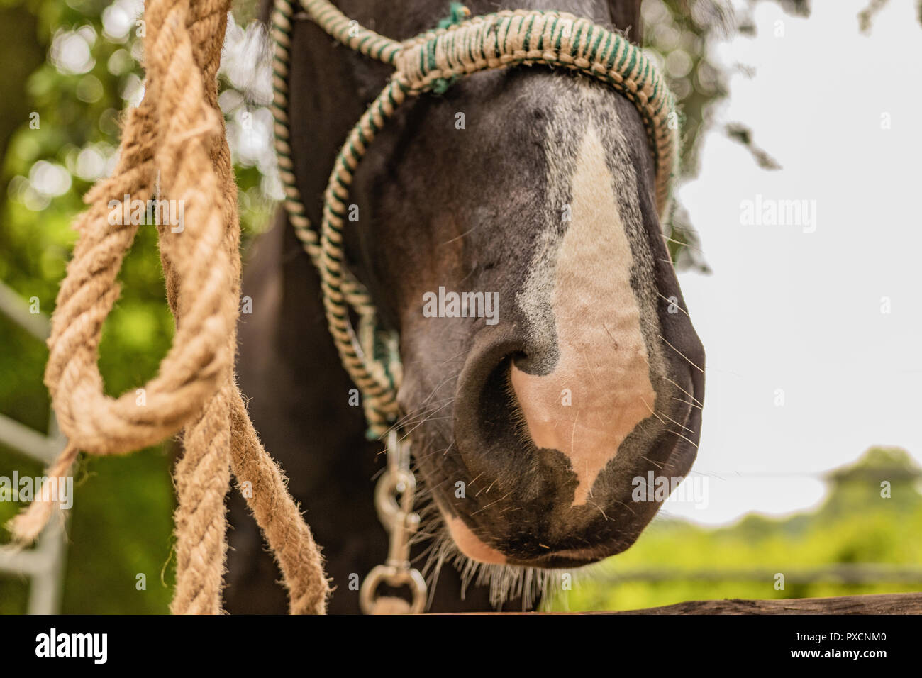 Horse markete scena nazionale periodo di vendita per high end animali nella ricca campagna. Colleghi e aperto. Foto Stock