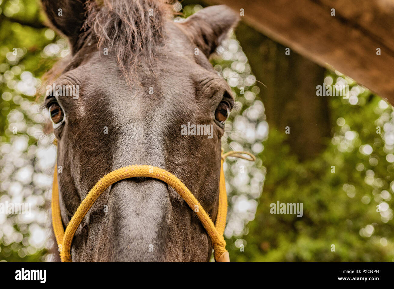 Horse markete scena nazionale periodo di vendita per high end animali nella ricca campagna. Colleghi e aperto. Foto Stock