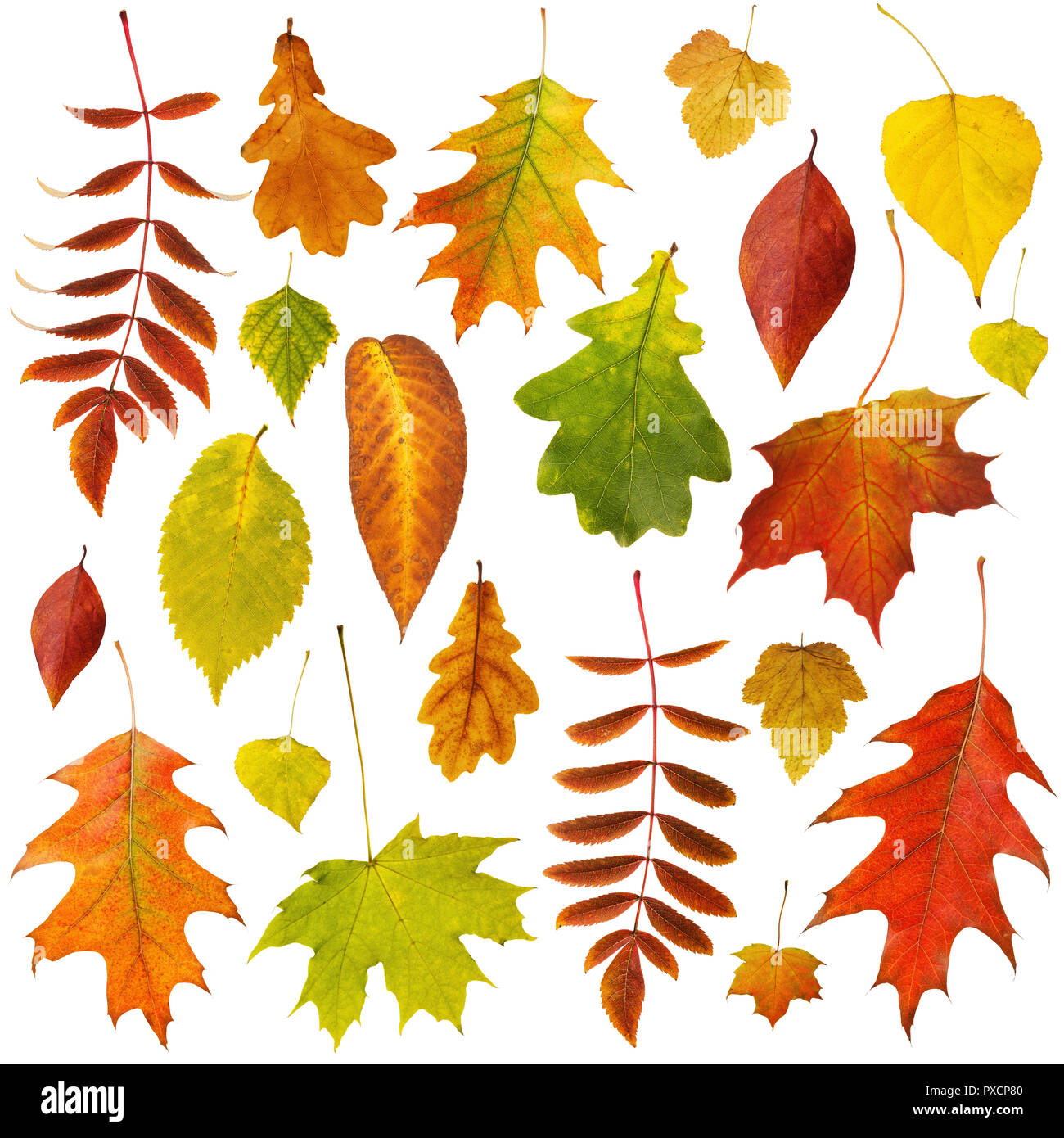 Grande raccolta di secco belle foglie di autunno isolati su sfondo bianco Foto Stock