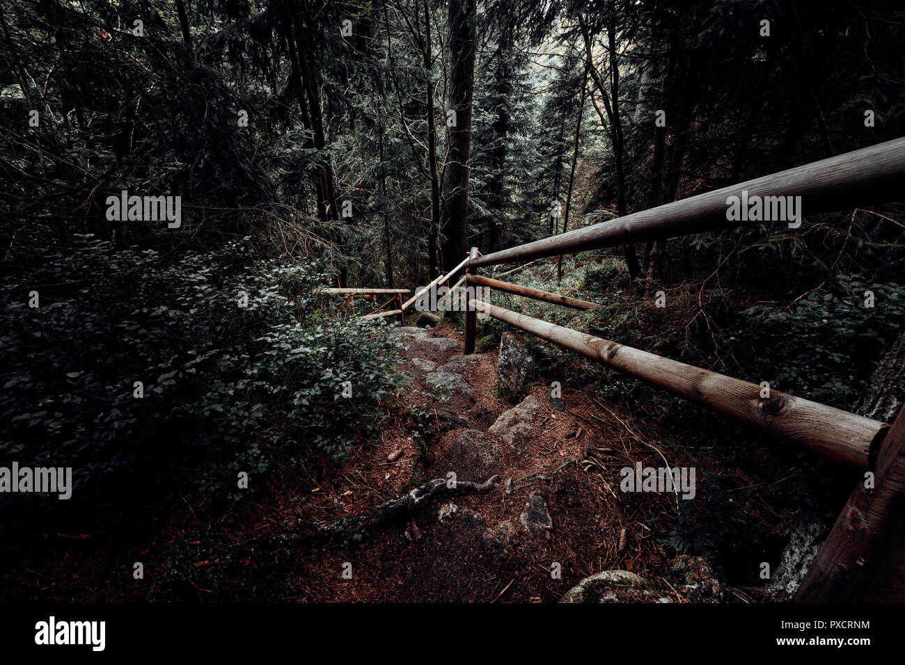 Un piccolo sentiero ripido conduce in una foresta scura Foto Stock