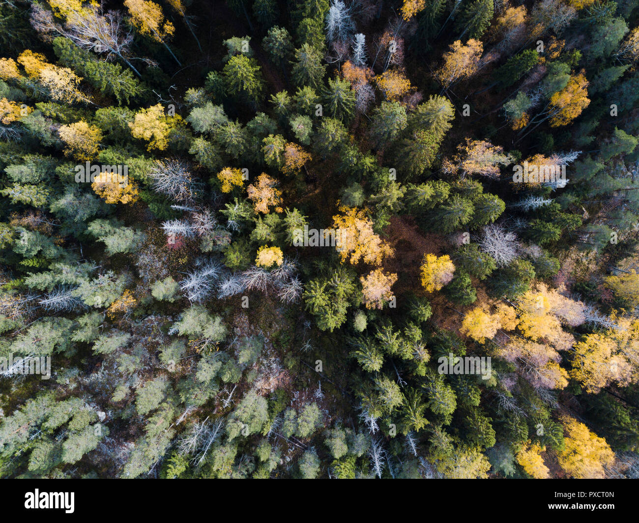 Foresta finlandese da sopra Foto Stock