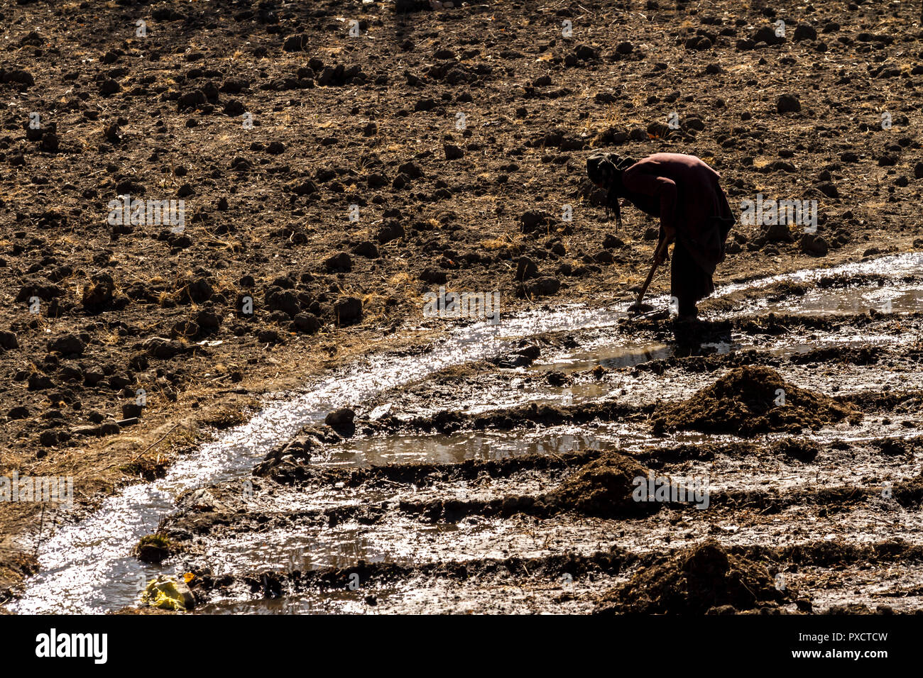Jharkot, Nepal - Novembre 17, 2015: Una donna anziana arare il terreno nel tardo autunno Foto Stock
