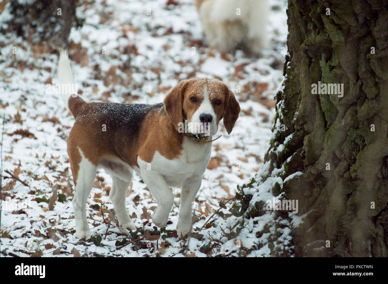 Sweet Little Dog sorge nella coperta di neve park e ascolta qualcosa Foto Stock
