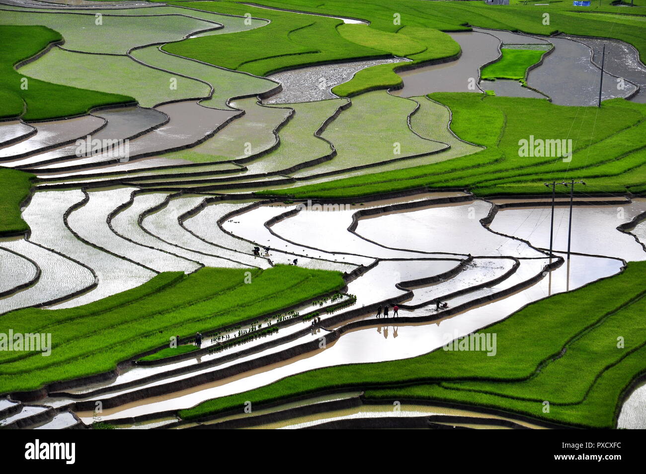 Terrazze di riso Mu Cang Chai - le meraviglie degli agricoltori Foto Stock