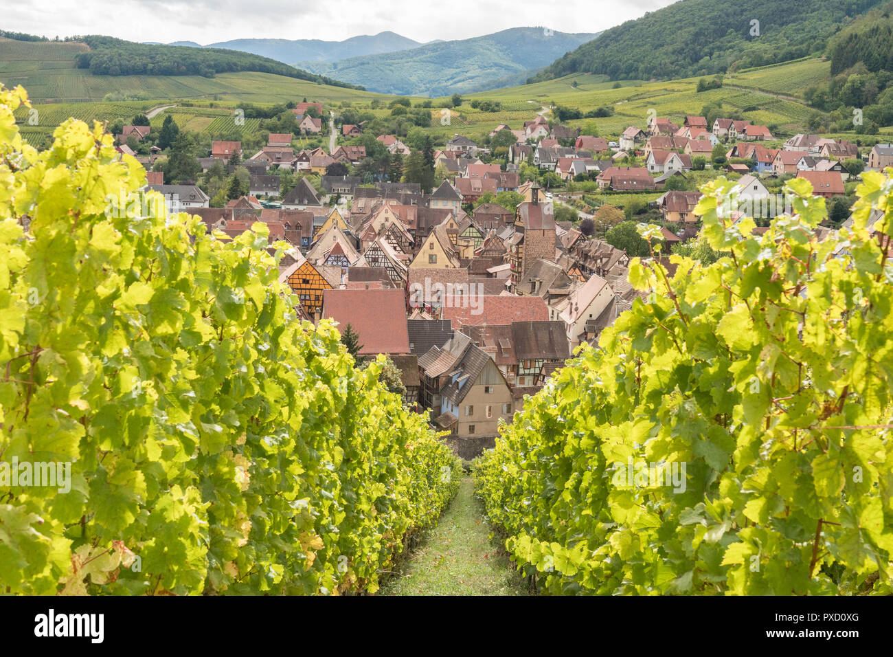 Riquewihr, Alsazia, Francia, dal Schoenenbourg grand cru Vigna Foto Stock