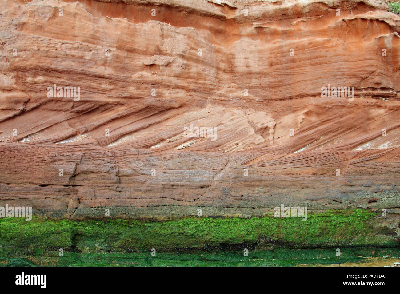 Deserto triassico arenarie e mudstones, Orcombe Point, Exmouth, Devon, Inghilterra, Regno Unito Foto Stock