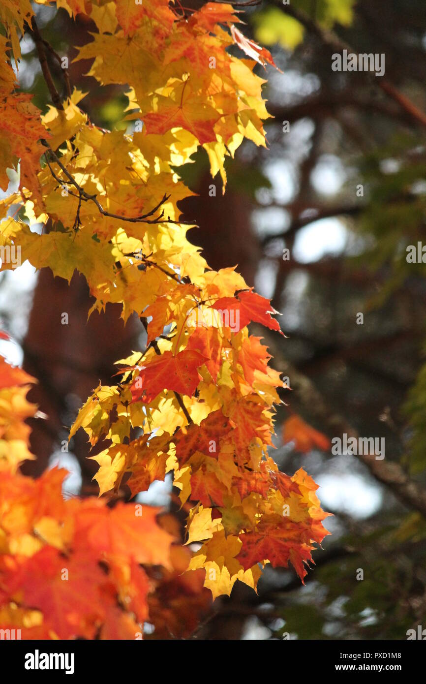 Colori luminosi di fogliame su acero in autunno caldo giorno Foto Stock