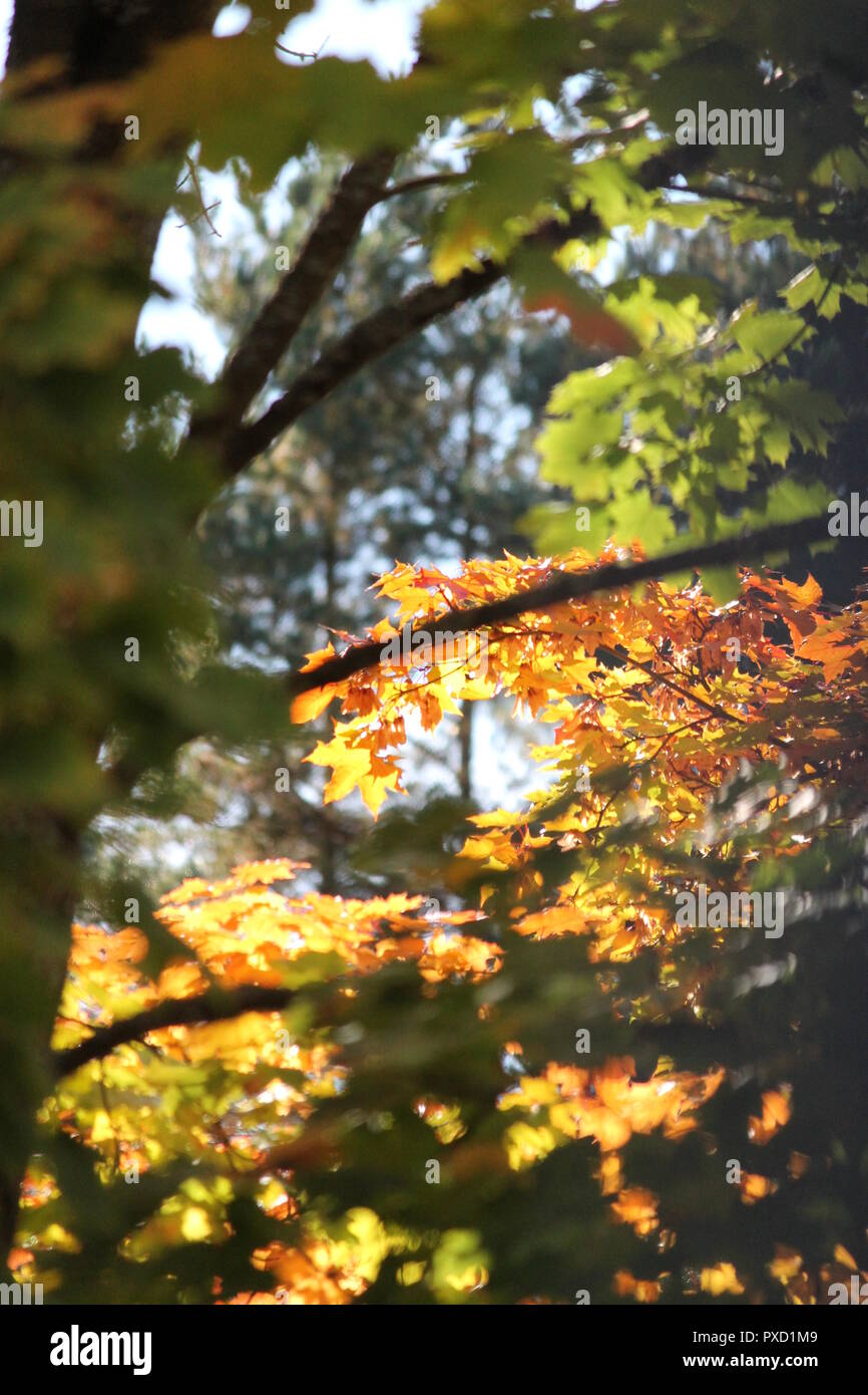 Colori luminosi di fogliame su acero in autunno caldo giorno Foto Stock