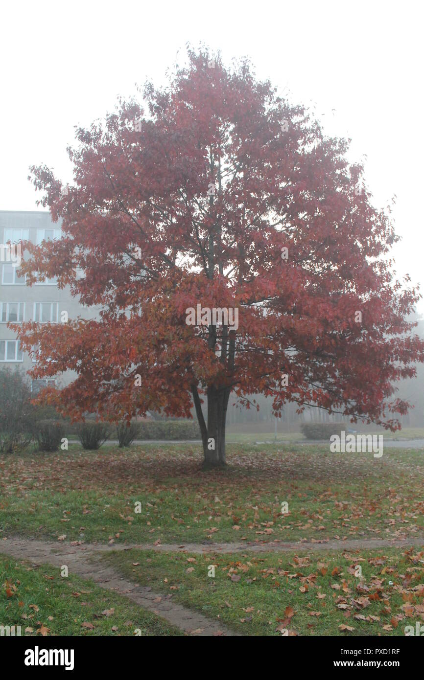 Inizio autunno mattina sulla strada vuota con nebbia lattiginosa e fogliame lucido Foto Stock