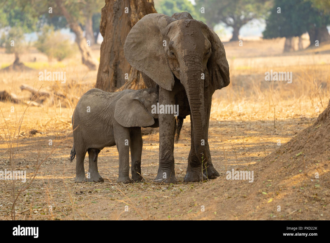 Elefante africano Nursing cub Mana Pools, Zimbabwe Foto Stock