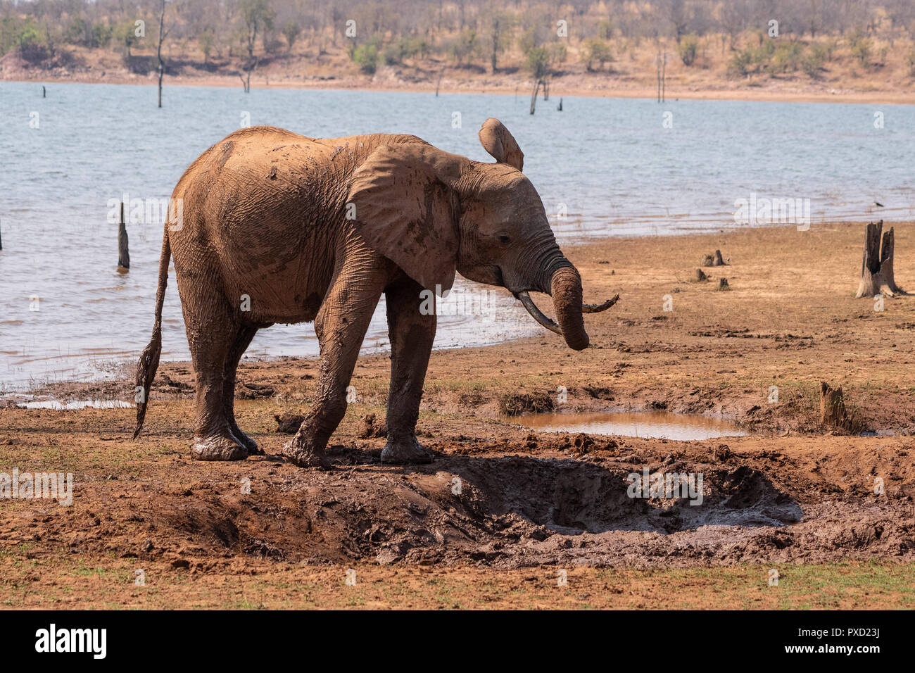 Elefante africano in un bagno di fango il lago Kariba, Zimbabwe Foto Stock