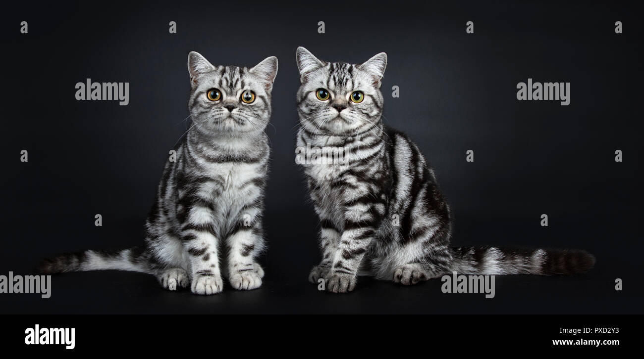 Due Eccellenti Nero Silver Tabby Spotted British Shorthair Gatto