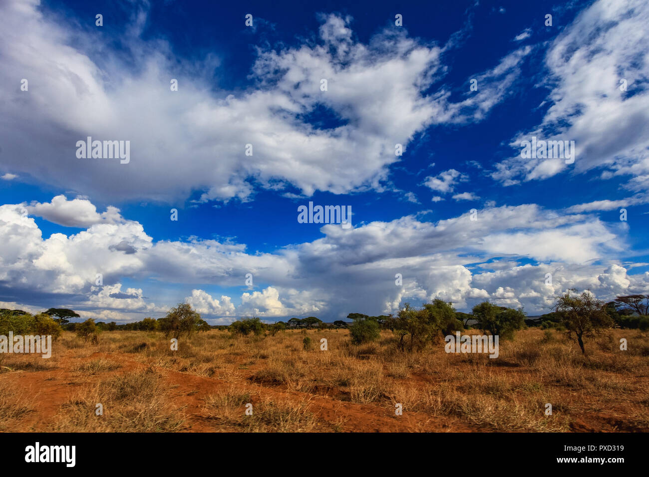Asciugare savana paesaggio con belle nuvole Massai Mara kenya africa Foto Stock