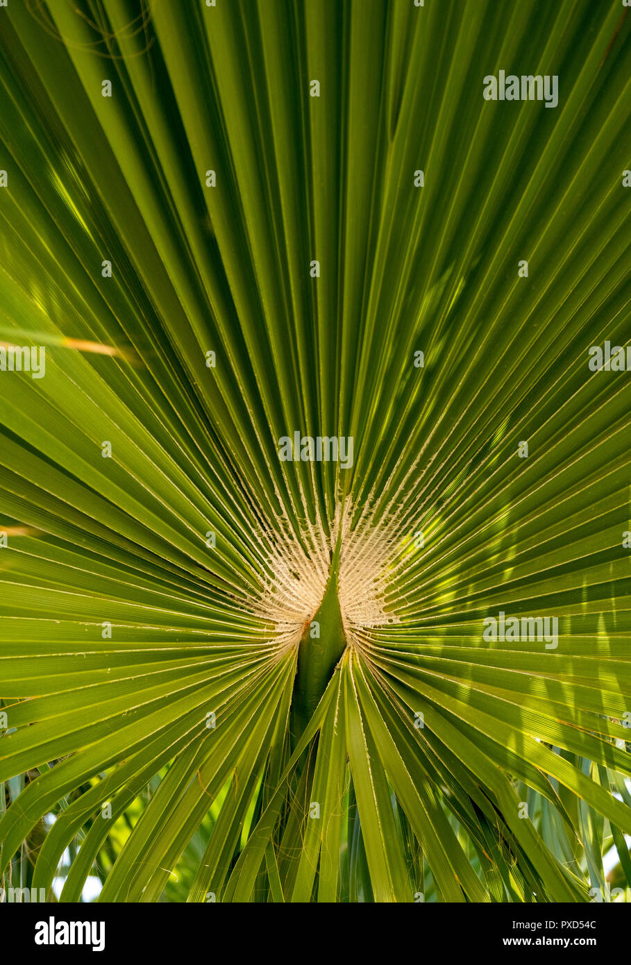 Close up di un tropical Palm tree lasciare nella forma di un pavone e le sue piume. Foto Stock