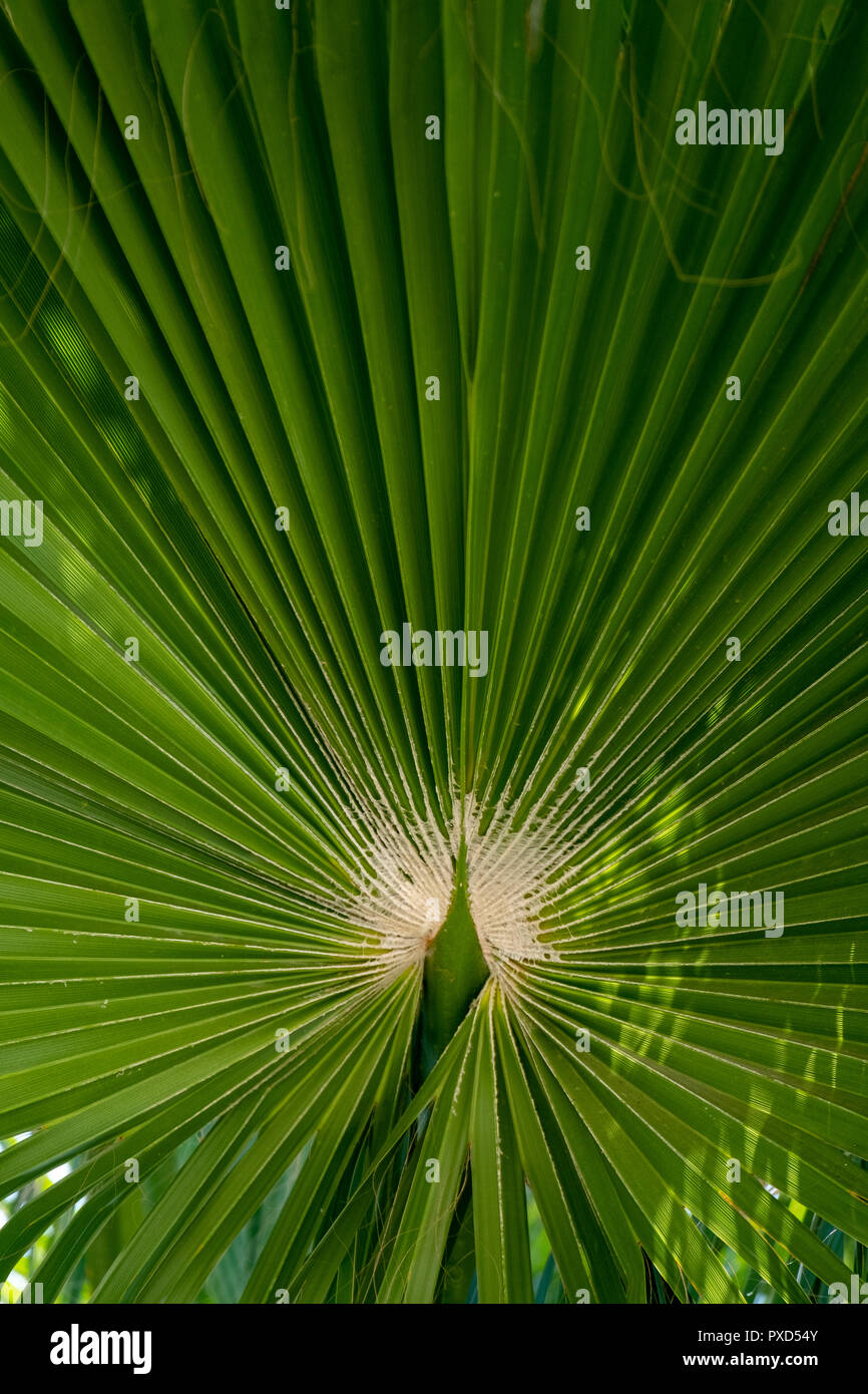 Close up di un tropical Palm tree lasciare nella forma di un pavone e le sue piume. Foto Stock