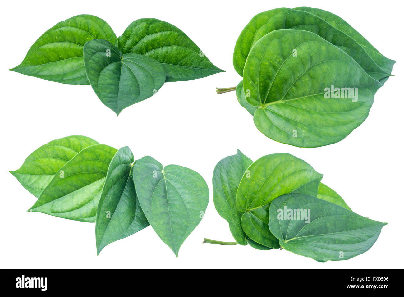 Verde foglia di betel isolato su uno sfondo bianco con percorso di clipping. Foto Stock