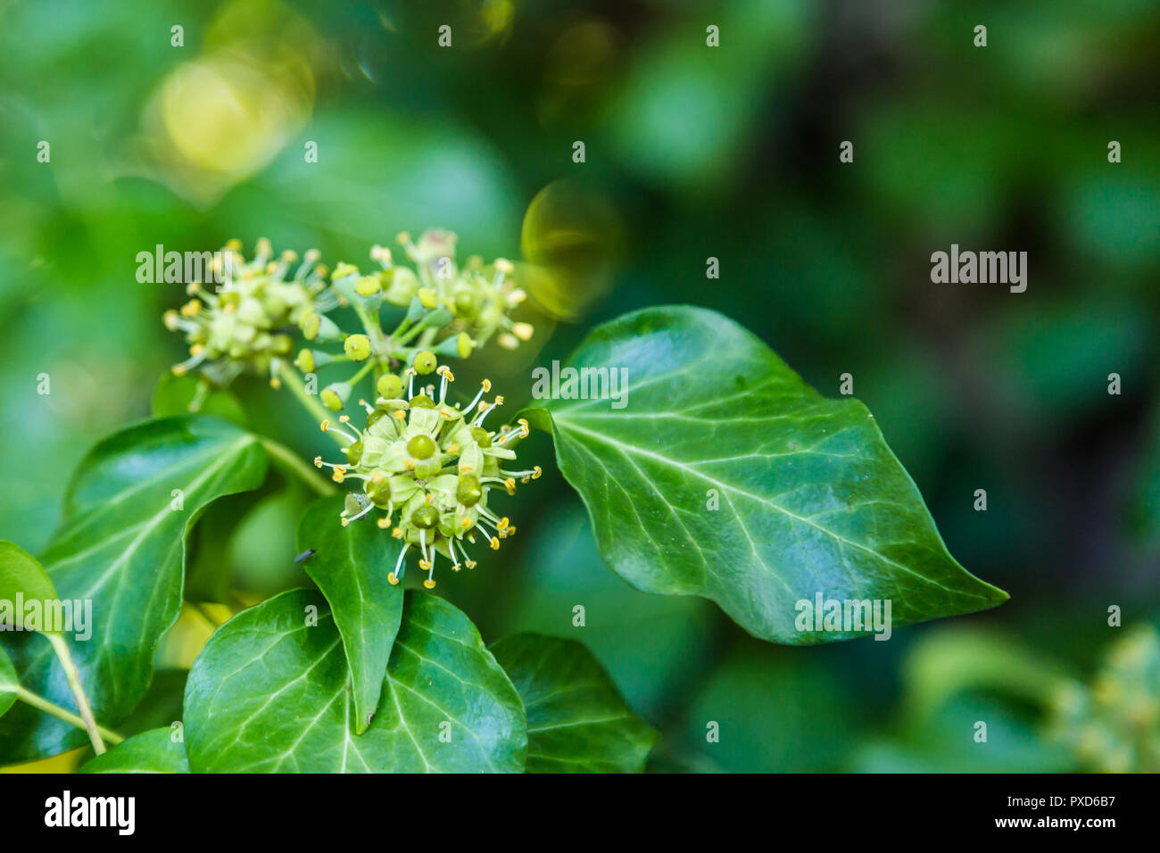 Blooming hedera in autunno Foto Stock