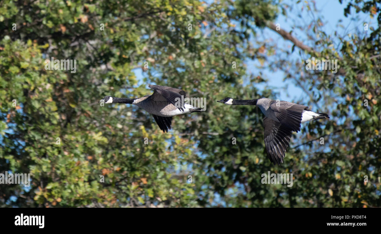 Oche del Canada (Branta canadensis) battenti nella parte anteriore degli alberi in estate. Foto Stock