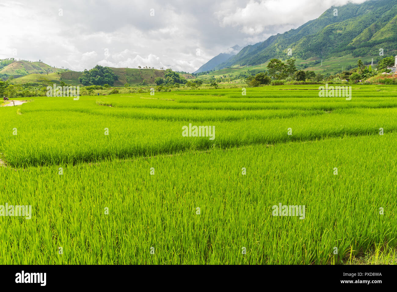 Bella risaia e paesaggio di montagna di sapa Mu Cang Chai VIETNAM Foto Stock