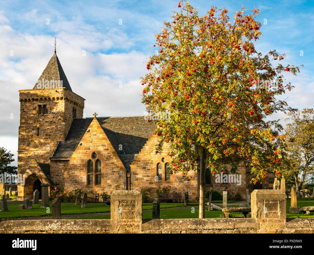 Aberlady Parish Church illuminata dal sole serale con la fioritura della cenere di montagna dell'albero di rowan) pomes o bacche in autunno, Lothian orientale, Scozia, Regno Unito Foto Stock