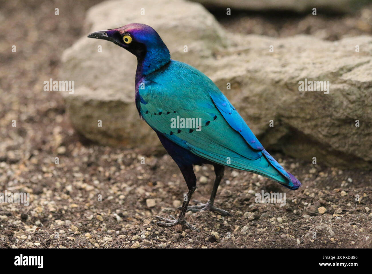 Viola (lucido) starling - Lamprotornis purpureus, lo Zoo di Budapest, Ungheria Foto Stock