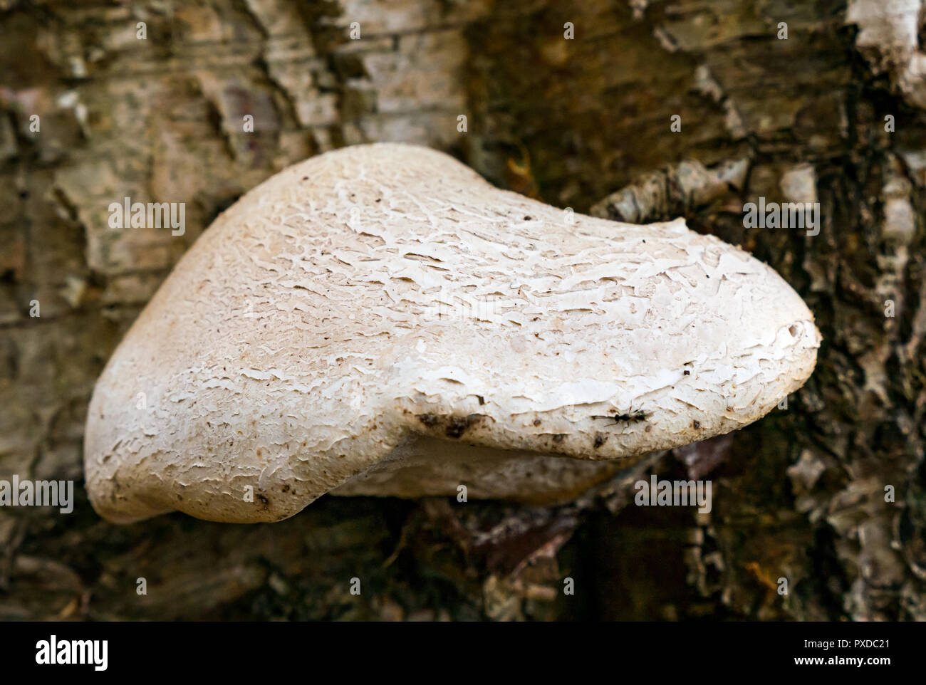 Fomitopsis betulina, birch polypore, staffa di betulla, o un rasoio strop funghi che crescono sui morti silver birch tronco di albero, nei boschi, East Lothian, Scozia, Foto Stock