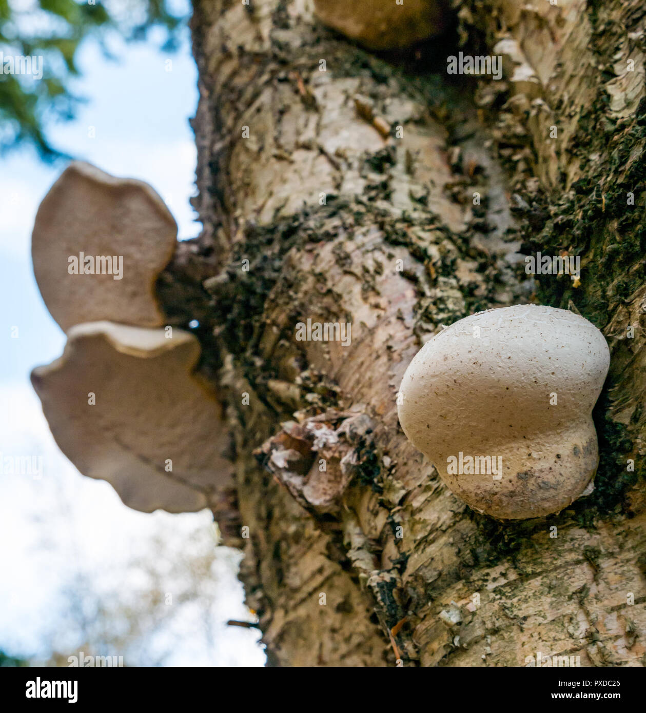 Fomitopsis betulina, birch polypore, staffa di betulla, o un rasoio strop funghi che crescono sui morti silver birch tronco di albero, nei boschi, East Lothian, Scozia, Foto Stock