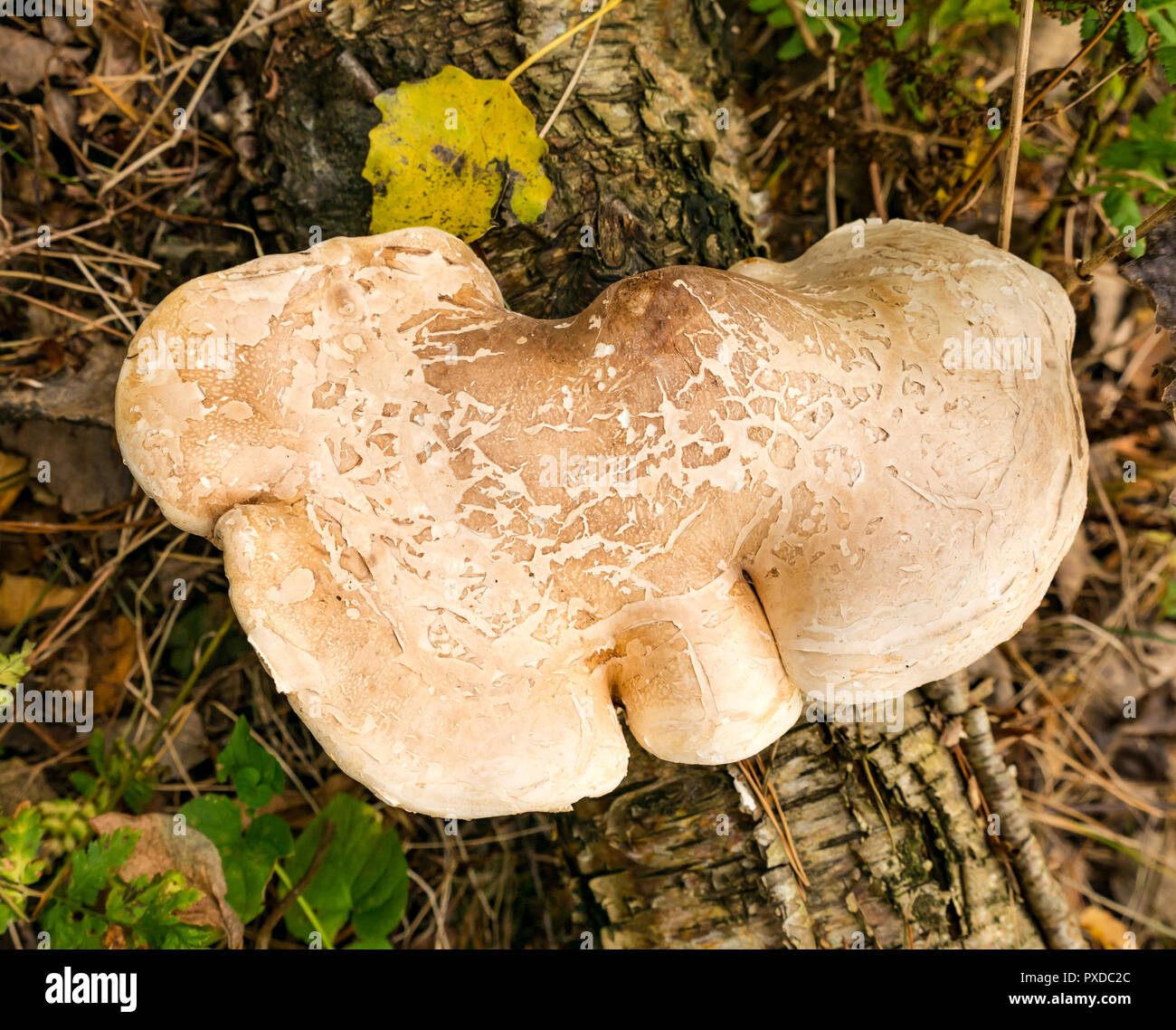 Fomitopsis betulina, birch polypore, staffa di betulla, o un rasoio strop funghi che crescono sui morti silver birch tronco di albero, nei boschi, East Lothian, Scozia, Foto Stock