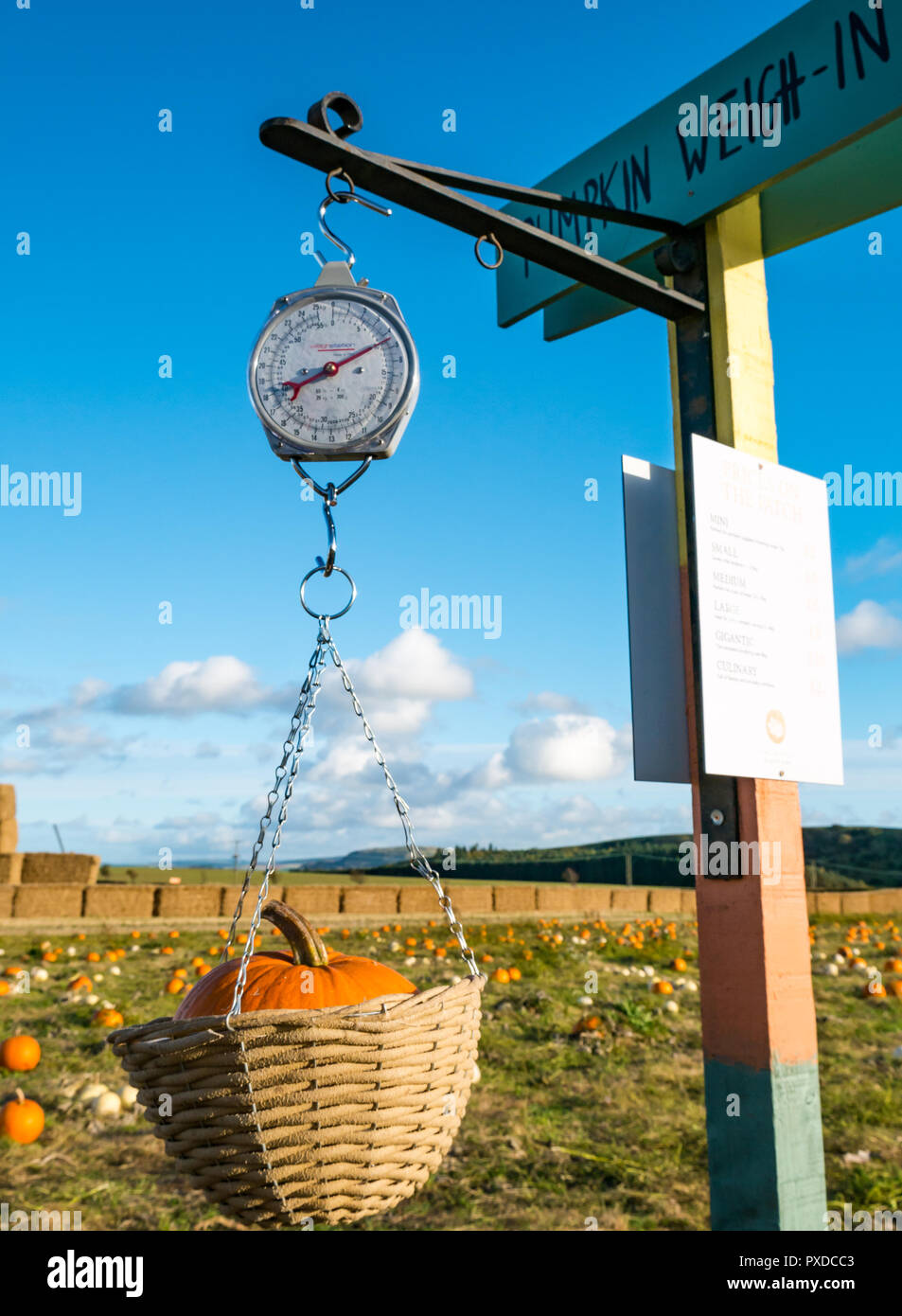 Zucca in scala di pesatura a scegliere il proprio campo di zucca in ottobre, East Lothian, Scozia, Regno Unito Foto Stock