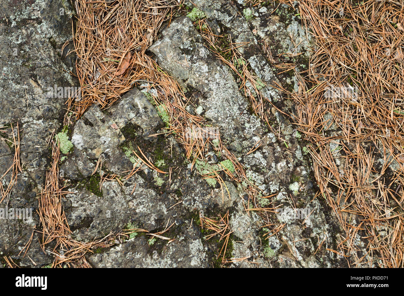 Appartamento la roccia con la collezione autunno caduti vecchio abete rosso marrone foglie. Foto Stock