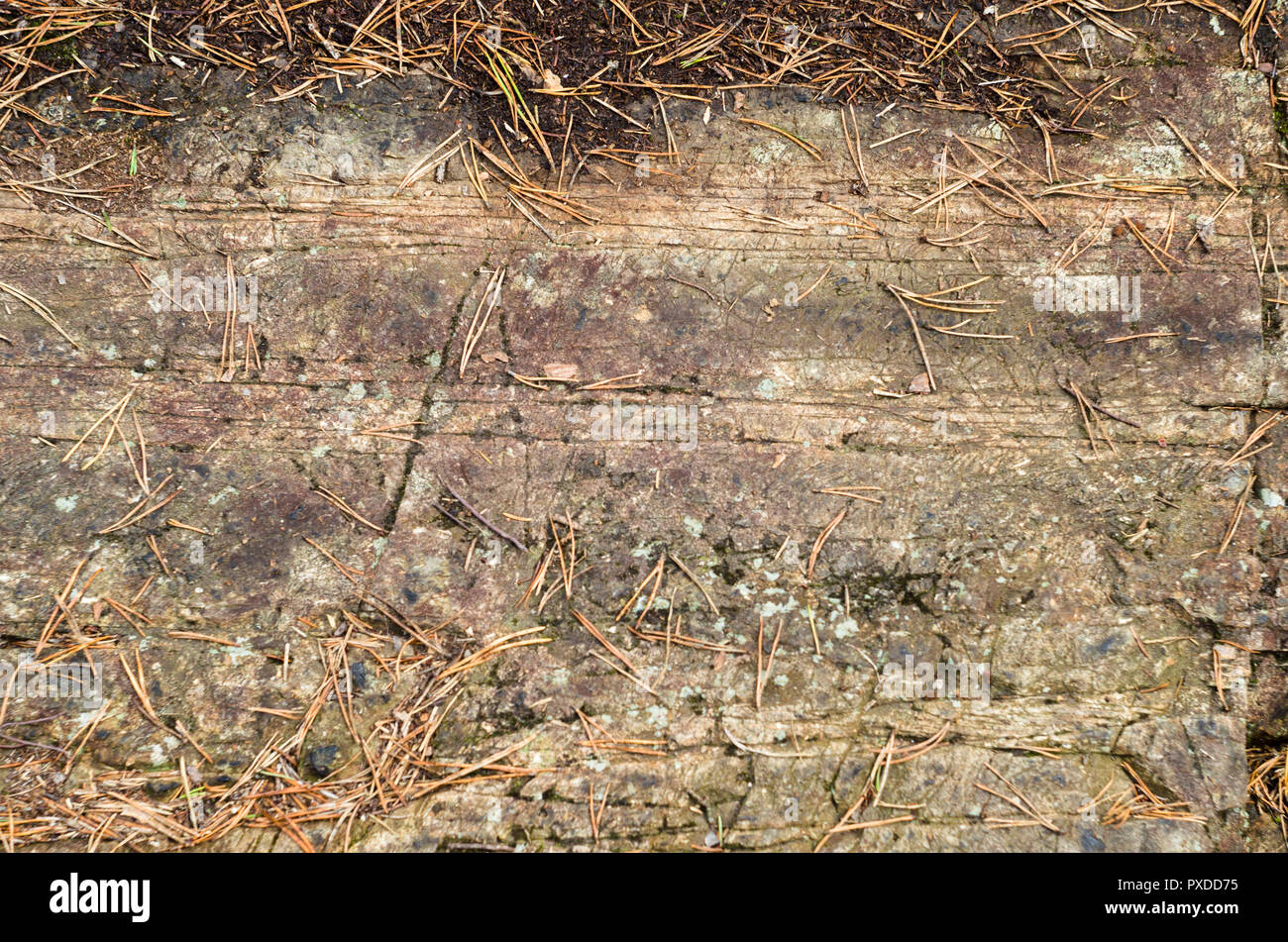 Appartamento la roccia con la collezione autunno caduti vecchio abete rosso marrone foglie. Foto Stock