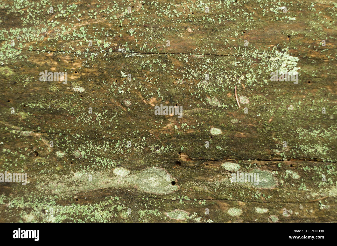 Superficie del vecchio albero caduto coperti da verdi lichenes. Foto Stock