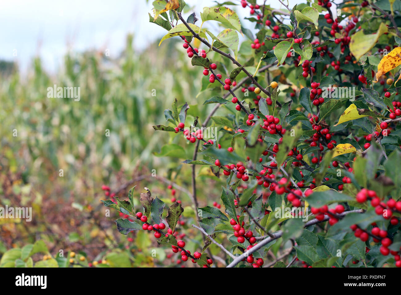 Bacche di colore rosso su una boccola in autunno Foto Stock