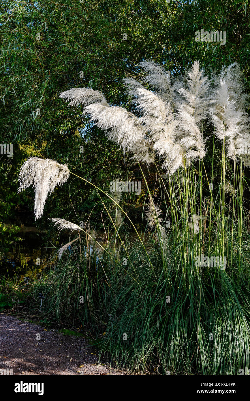 Cortaderia selloana Sunningdale Silver, pampas erba, tussock erba. Foto Stock