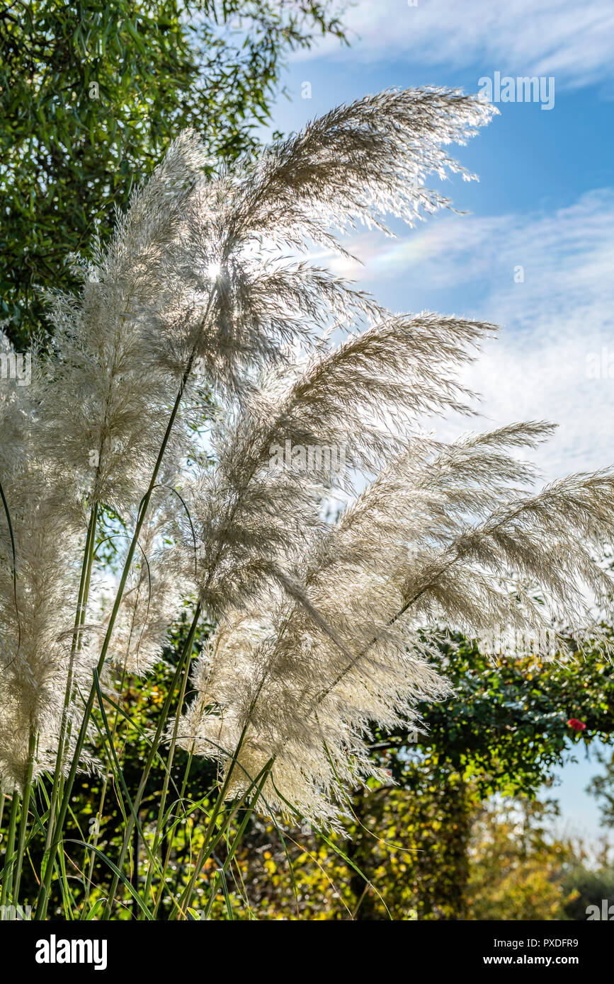 Cortaderia selloana Sunningdale Silver, pampas erba, tussock erba. Foto Stock