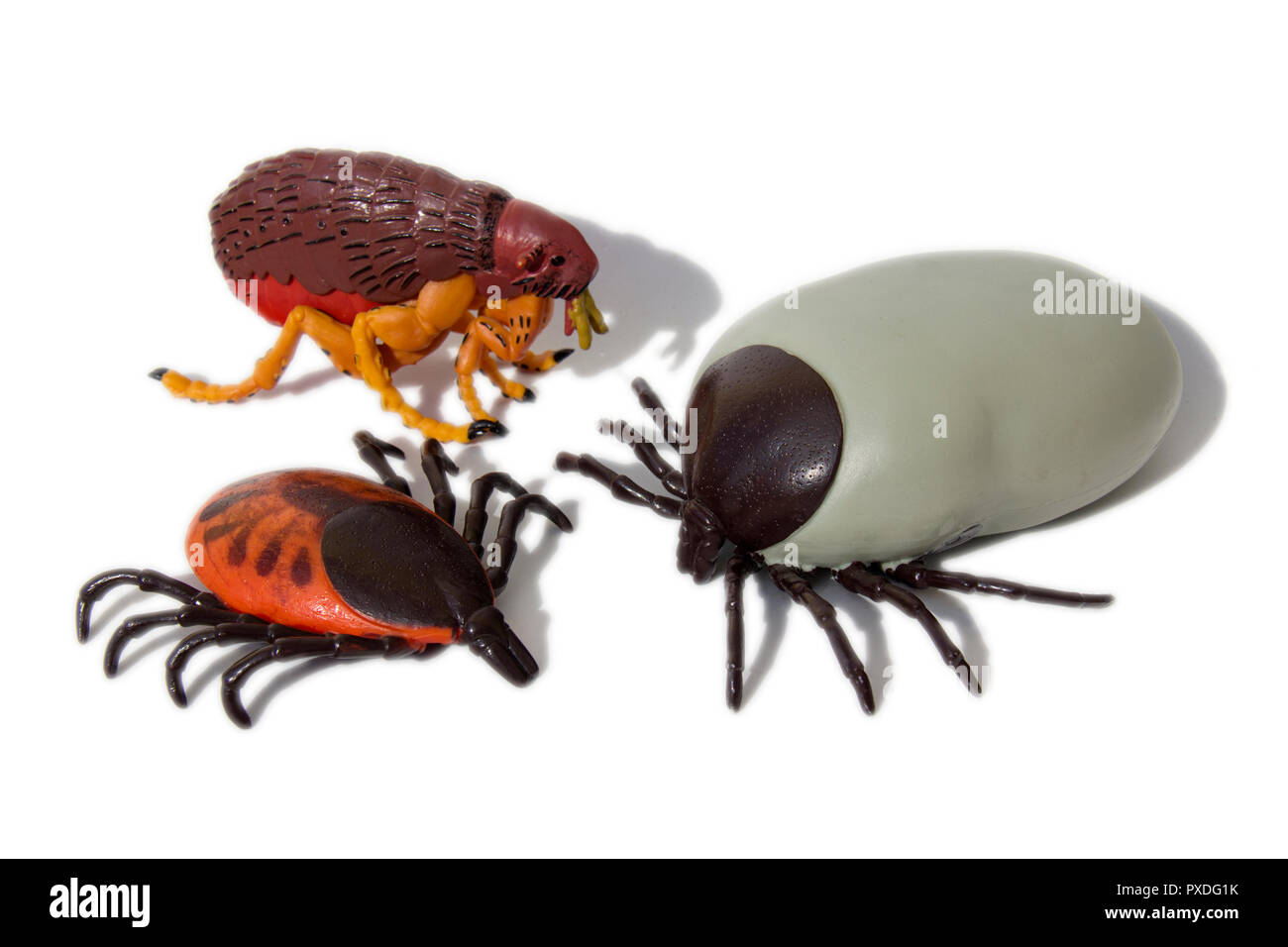 Encefalite zecche e pulci bianco su sfondo isolato Foto Stock