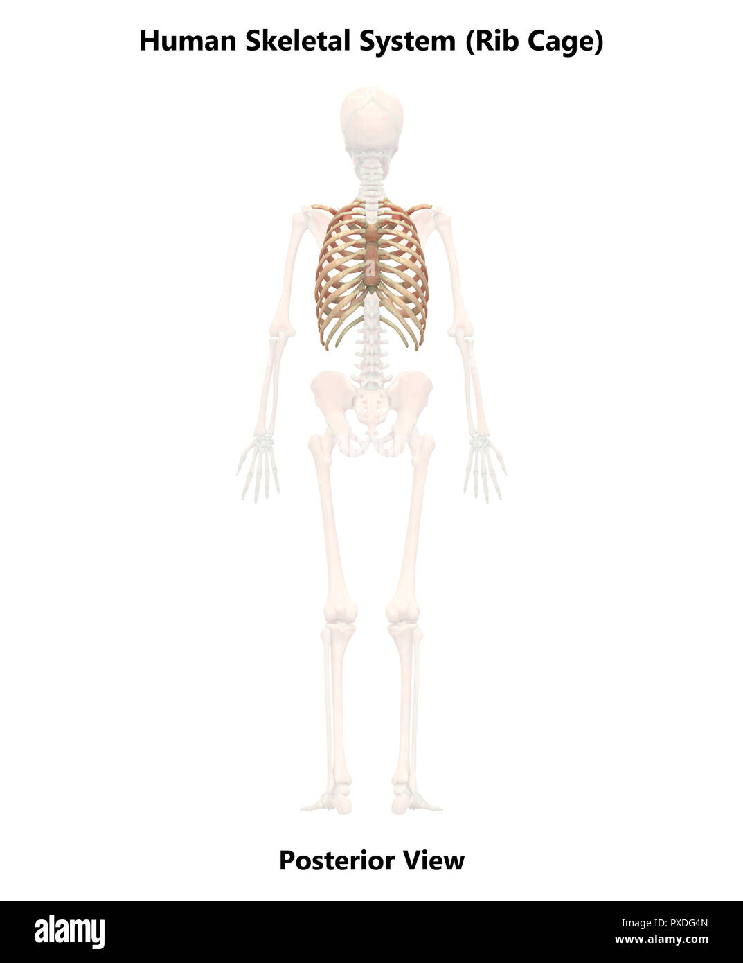 Scheletro umano ossa del sistema vista posteriore anatomia Foto Stock