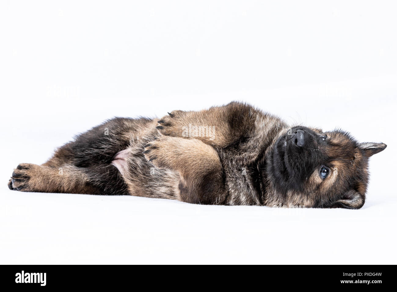 Ritratto di linea di lavoro di pastore tedesco cuccioli Foto Stock