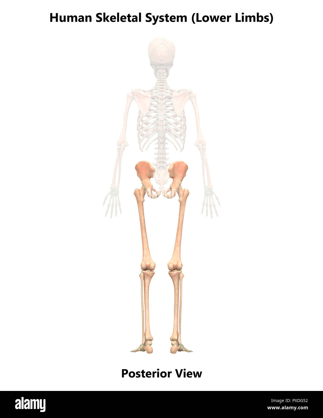 Scheletro umano ossa del sistema vista posteriore anatomia Foto Stock