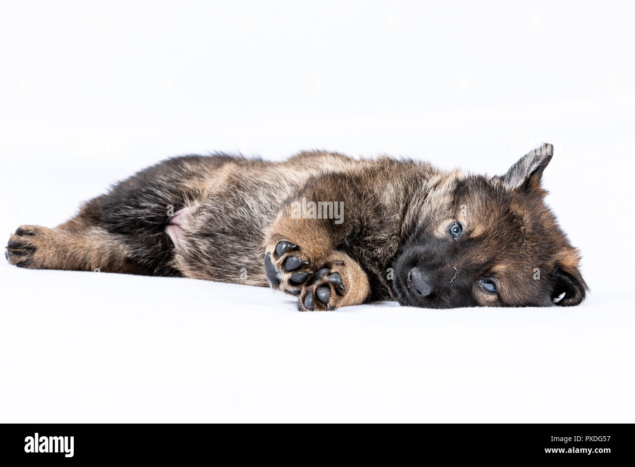 Ritratto di linea di lavoro di pastore tedesco cuccioli Foto Stock