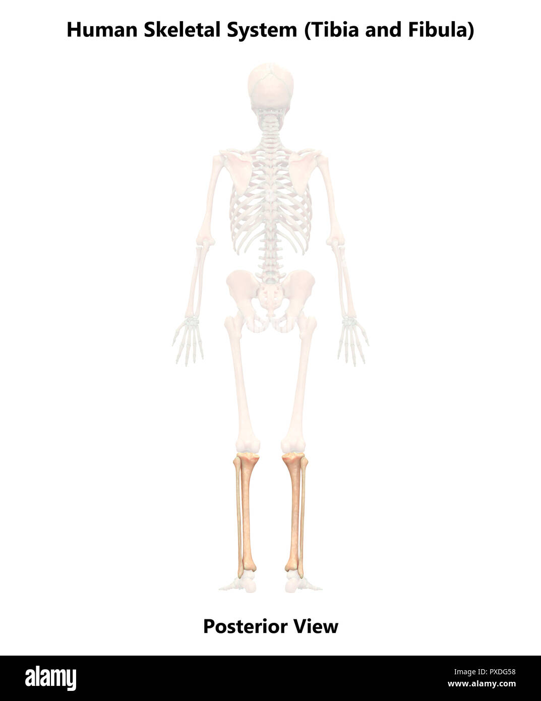 Scheletro umano ossa del sistema vista posteriore anatomia Foto Stock