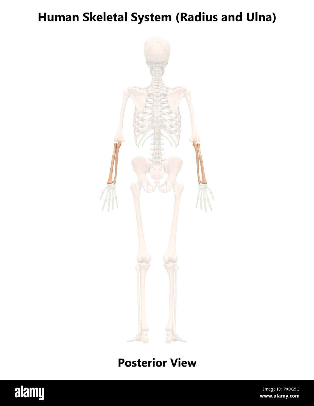 Scheletro umano ossa del sistema vista posteriore anatomia Foto Stock