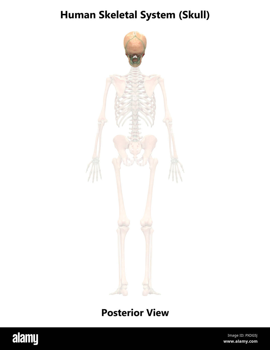 Scheletro umano ossa del sistema vista posteriore anatomia Foto Stock